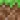 Bedrock